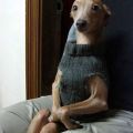 Die besten Bilder in der Kategorie hunde: Hund mit Pullover