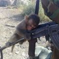 Die besten Bilder in der Kategorie tiere: Affe auf Waffe - Drück ab!