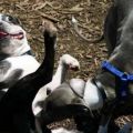 Die besten Bilder:  Position 18 in hunde - hunde