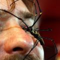 The Best Pics:  Position 65 in  - Funny  : Spinne im Gesicht