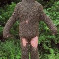 Die besten Bilder in der Kategorie insekten: Bienen-Anzug