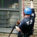 Die besten Bilder:  Position 55 in unglaublich - Jagd auf Hauskatze - Tiger im Haus