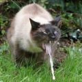 Die besten Bilder in der Kategorie katzen: Katze kotzt - Cat Projectile Vomit