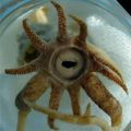 Die besten Bilder in der Kategorie fische_und_meer: Octopus mit Zähnen