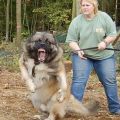 Die besten Bilder in der Kategorie hunde: Der will nur spielen! Cujo