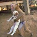 Die besten Bilder:  Position 13 in tiere - Affe rettet Hund