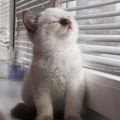 Die besten Bilder in der Kategorie katzen: Knuddel-Katze genießt das Leben
