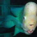 Die besten Bilder:  Position 146 in fische und meer - Viel Stirn viel Fisch