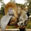 Die besten Bilder in der Kategorie tiere: Nur einen Zungenkuss bitte! Geile Giraffe