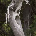 Die besten Bilder in der Kategorie natur: Geisterbaum - Ghost Tree