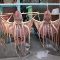 Die besten Bilder in der Kategorie fische_und_meer: Octopussies hängen rum zum trocknen