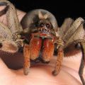 Die besten Bilder in der Kategorie spinnentiere: Wunderschöne Mandibeln - Fette Spinne