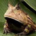 Die besten Bilder:  Position 3 in amphibien - Missgelaunter Durchtriebender Frosch - Scheming Frog