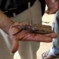 Die besten Bilder in der Kategorie insekten: Riesen Käfer