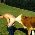 Die besten Bilder in der Kategorie maenner: Lieber Sodomie als nie! Französische Kuh