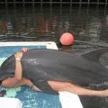 The Best Pics:  Position 67 in  - Funny  : Delphin in Missionars-Stellung