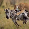 Die besten Bilder:  Position 305 in tiere - Löwen-Attacke auf Zebra