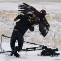 Die besten Bilder in der Kategorie voegel: Kameramann wird von Adler angegriffen