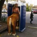 The Best Pics:  Position 106 in  - Funny  : Minothaurus pisst in Toillette