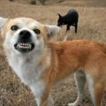 Die besten Bilder in der Kategorie hunde: Angry Dog