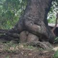 Die besten Bilder in der Kategorie natur: Baum beim Geschlechtsverkehr von Hinten