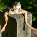 The Best Pics:  Position 5 in  - Funny  : Frosch sitzt auf Pfosten - Sitting Frog