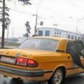 The Best Pics:  Position 56 in  - Funny  : Taxi mit Bär, Bear in the taxi