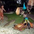 The Best Pics:  Position 83 in  - Funny  : Pfauenkampf, Peacocks Fighting over a Femal