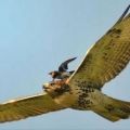 The Best Pics:  Position 33 in  - Funny  : Vogel auf Vogel, Raubvogel wird angegriffen