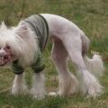 Die besten Bilder in der Kategorie hunde: Tschernobyl-Hund, ugly Dog