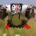 The Best Pics:  Position 52 in  - Funny  : Guter Fang, Vogel