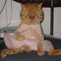 The Best Pics:  Position 137 in  - Funny  : Katze ist Sauer auf Friseur, Nackte Katze