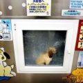 Die besten Bilder in der Kategorie hunde: Hunde Waschanlage, Dog Wash Machine