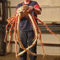 Die besten Bilder in der Kategorie fische_und_meer: Riesen Krabbe