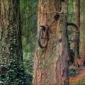 The Best Pics:  Position 21 in  - Funny  : Fahrrad in Baum eingewachsen, Beam-Fehler