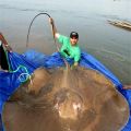 Die besten Bilder in der Kategorie fische_und_meer: Riesen-Rochen