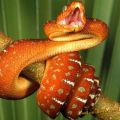 Die besten Bilder in der Kategorie reptilien: Schicke Schlange
