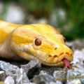 Die besten Bilder in der Kategorie reptilien: Gelbe Schlange, Yellow Snake