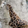 Die besten Bilder in der Kategorie tiere: Giraffe mit gebrochenem Hals