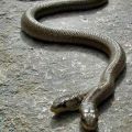 Die besten Bilder in der Kategorie reptilien: Doppelköpfige Schlange