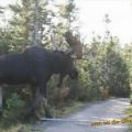 Die besten Bilder in der Kategorie tiere: Riesen Monster Elch - Big Moose Monster