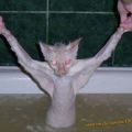 Die besten Bilder in der Kategorie katzen: Fledermaus-Katze beim Baden - bat dance