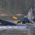 Die besten Bilder in der Kategorie unglaublich: Jona der Kanufahrer wird von Wal verschlungen - hungry non vegi Whale