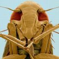 Die besten Bilder:  Position 47 in insekten - süßes Insekt in Macro-Aufnahme - Insect