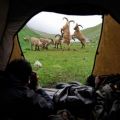 Die besten Bilder in der Kategorie tiere: Kämpfende Steinböcke vor Zelt - fighting ibexes 