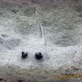 Die besten Bilder in der Kategorie fische_und_meer: Stachelrochen im Sand - Stingray