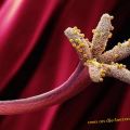 Die besten Bilder in der Kategorie natur: Blütenstempel Macro