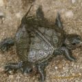 Die besten Bilder in der Kategorie tiere: Siamnesische Schildkröte - Double-Turtles 
