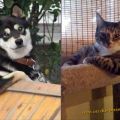 Die besten Bilder in der Kategorie tiere: Chill-Masters - Hund und Katze beim relaxen