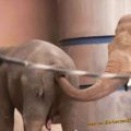 Die besten Bilder in der Kategorie tiere: Elefant sucht Schokolade - Elephant